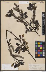 Foto von Salix borealis Fr.